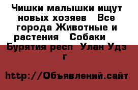   Чишки-малышки ищут новых хозяев - Все города Животные и растения » Собаки   . Бурятия респ.,Улан-Удэ г.